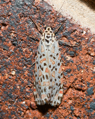 Utetheisa pulchelloides