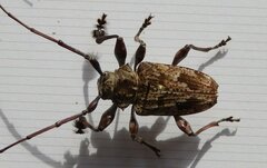 Dryoctenes scrupulosus