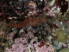 Corynactis californica