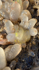 Phlebobranchia