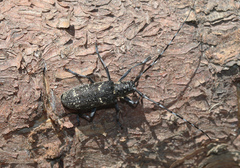 Monochamus sutor