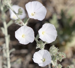 Convolvulus prostratus