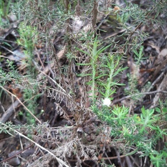 Cassinia aculeata