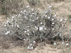 Convolvulus prostratus