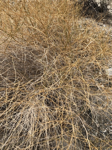 iNaturalist observation photo of Cheesebush