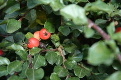 Cotoneaster horizontalis