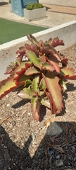 Kalanchoe sexangularis