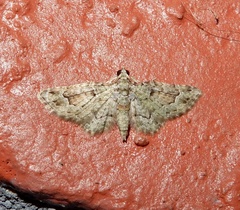 Calluga costalis