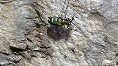 Cosmodela batesi