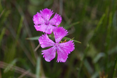Dianthus seguieri