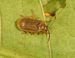 Galerucella aquatica
