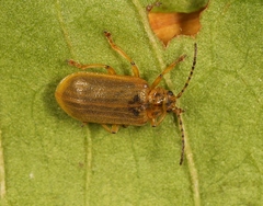 Galerucella aquatica