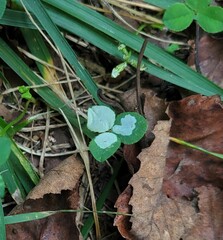 Porphyrosela minuta