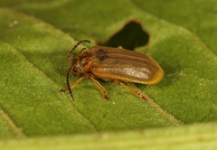 Galerucella aquatica