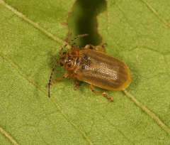 Galerucella aquatica