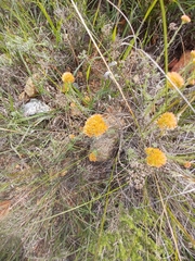 Helichrysum rutilans