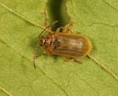 Galerucella aquatica