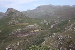 Protea nitida
