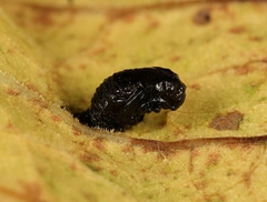 Galerucella aquatica