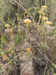 Helichrysum rutilans