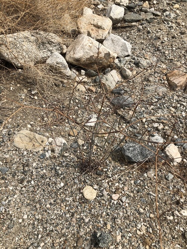 iNaturalist observation photo of Desert Trumpet