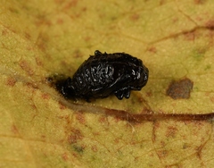 Galerucella aquatica