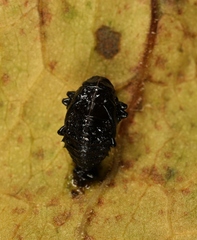 Galerucella aquatica