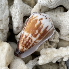 Conus planorbis