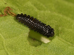 Galerucella aquatica