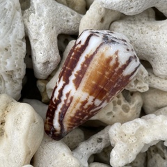 Conus planorbis