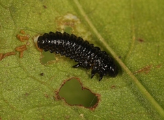 Galerucella aquatica