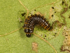 Galerucella aquatica