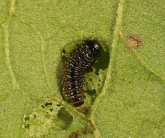 Galerucella aquatica