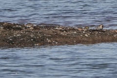 Calidris minuta