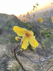 Cochlospermum gillivraei