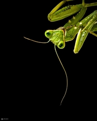 Mantodea
