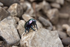 Trypocopris pyrenaeus