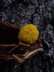 Fuligo septica