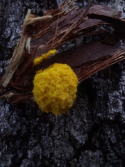 Fuligo septica
