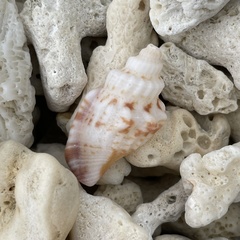 Canarium labiatum