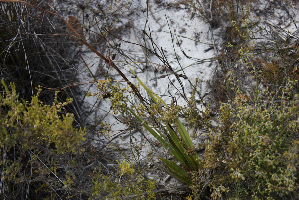 Eulophia lamellata