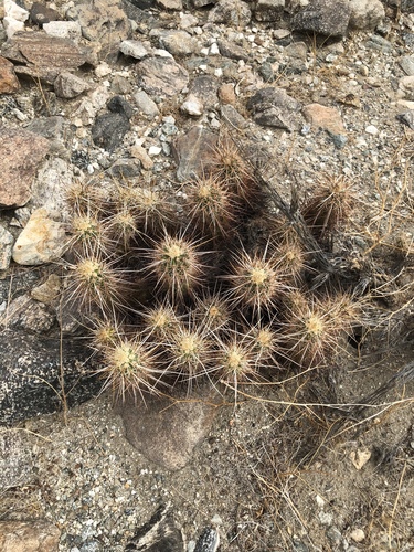 iNaturalist observation photo of Echinocereus engelmannii engelmannii