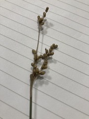 Juncus