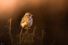 Mirafra erythroptera