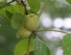 Ampelomyia vitispomum