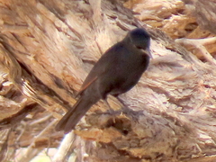 Onychognathus nabouroup