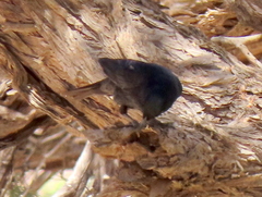 Onychognathus nabouroup