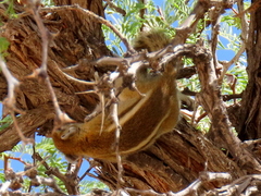 Funisciurus congicus