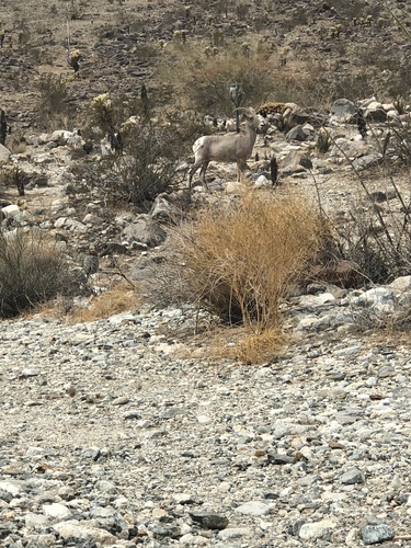 iNaturalist observation photo of Desert Bighorn Sheep