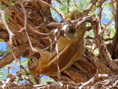 Funisciurus congicus